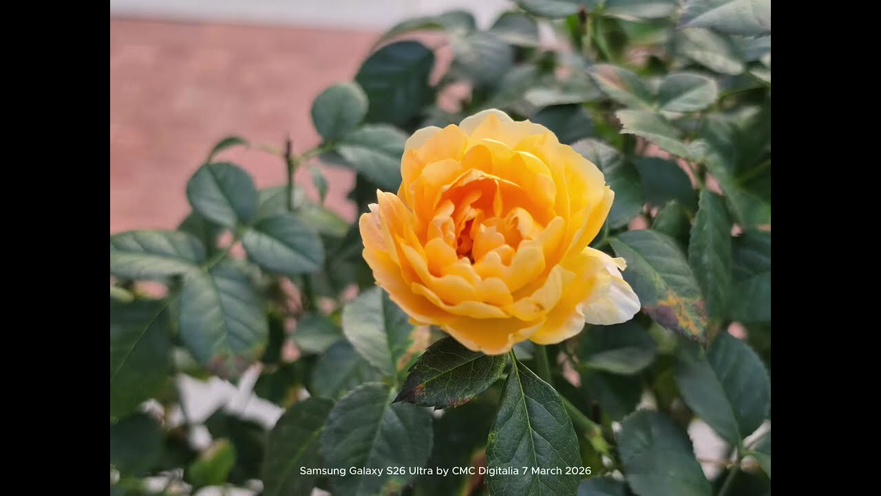 My Photo Album: Samsung Galaxy S26 Ultra #1 - photos from the latest flagship of Samsung Smartphone