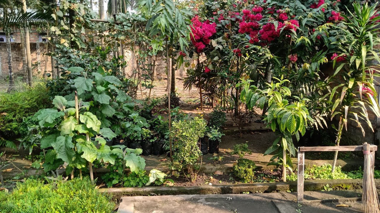 मेरे खूबसूरत गार्डन में आपका स्वागत है 🌸🌿इस वीडियो में आप मेरे गार्डन के रंग-बिरंगे फूलों और हरियाली