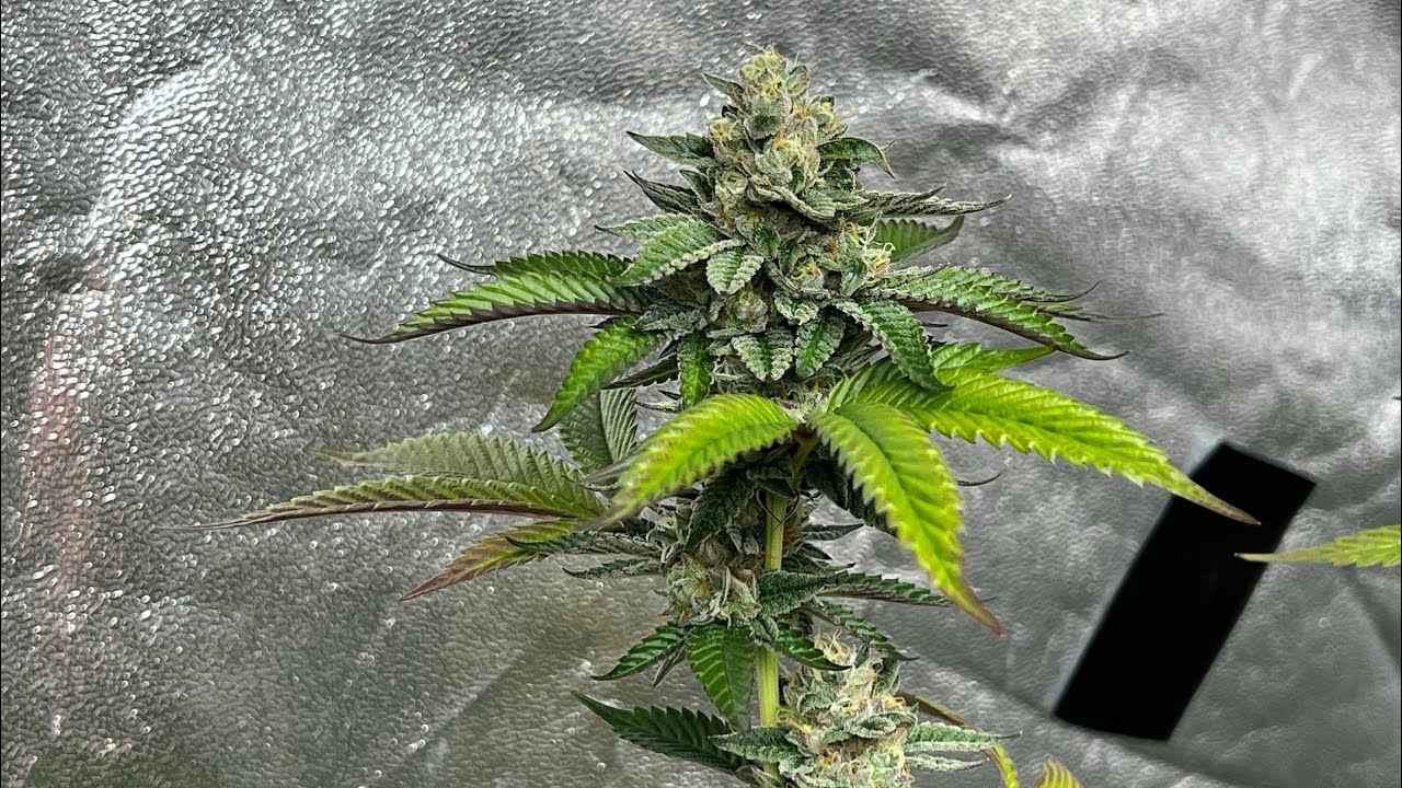 INDOOR PHOTOPERIOD GROW : WEEK 7 FLOWER