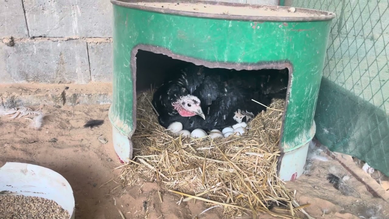 فحصنا بيض الرقاده وحطينا بخمها قش.🦃😍🥳👏🏻