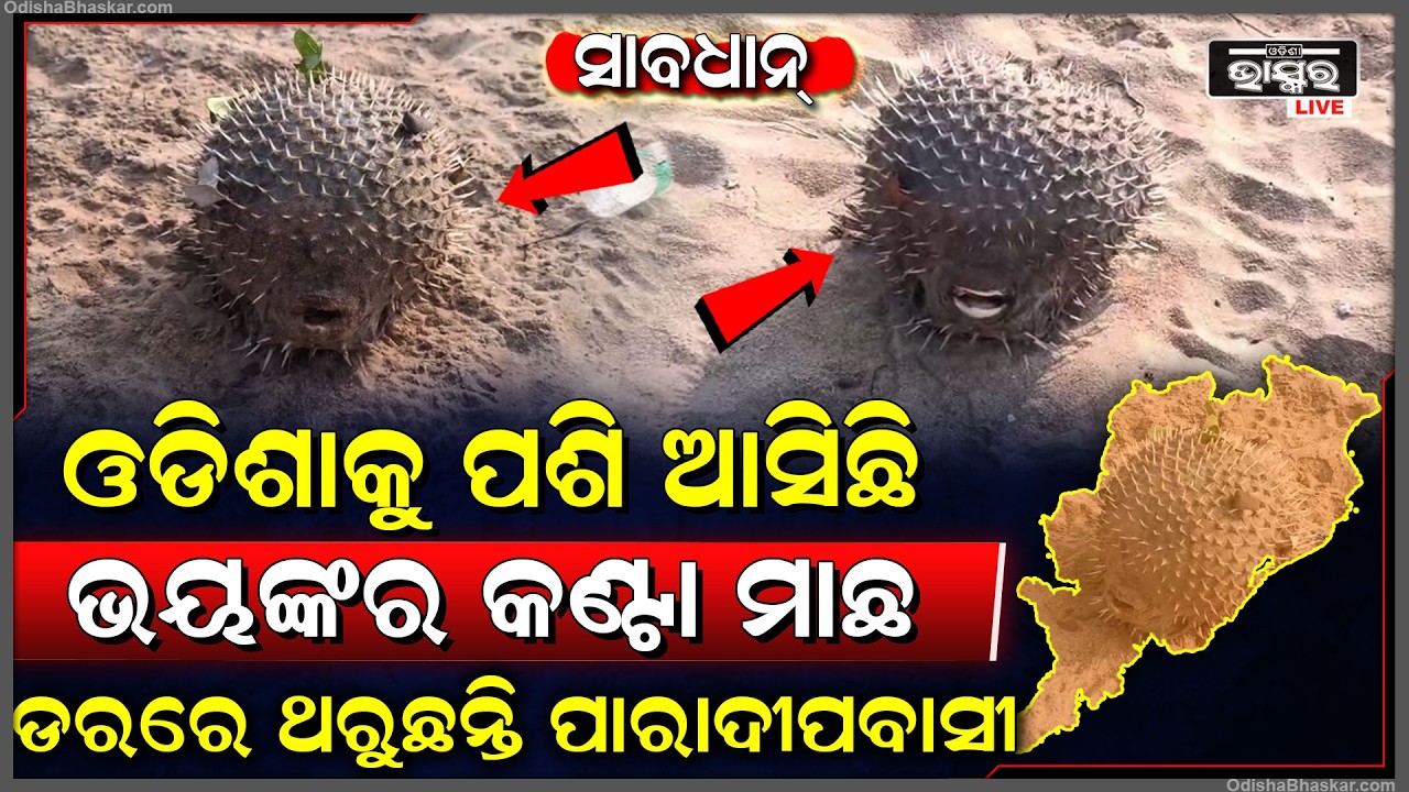 ଓଡିଶାକୁ ପଶି ଆସିଛି ଭୟଙ୍କର କଣ୍ଟା ମାଛ ଭୁଲରେ ବି ଏ ମାଛ ପାଖକୁ କେହି ଯାଆନ୍ତୁନି...ଡରରେ ଥରୁଛନ୍ତି ପାରାଦୀପବାସୀ