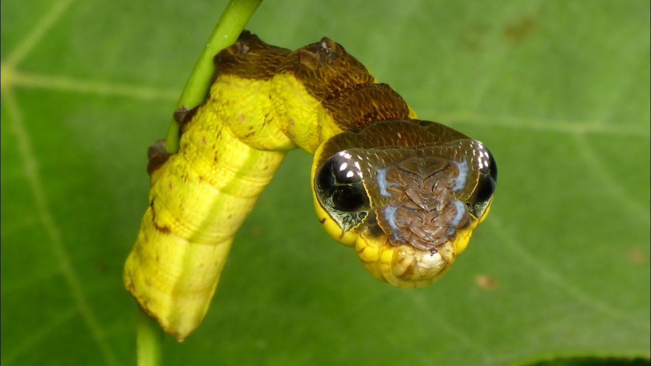 Snake-mimic caterpillar, Hemeroplanes triptolemus, Sphingidae