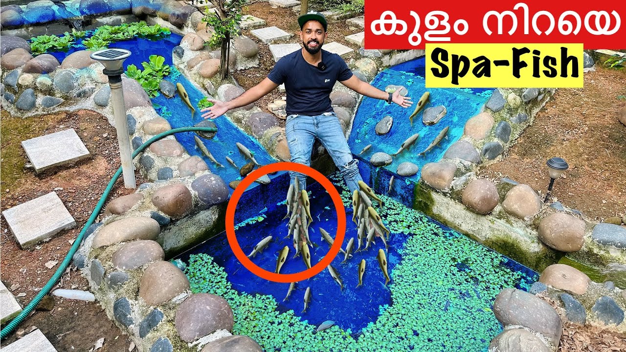 💥നമ്മുടെ തൊലി തിന്നുന്ന മീനുകളെ വാങ്ങി. | Bought Spa Fish | Fishing Freaks