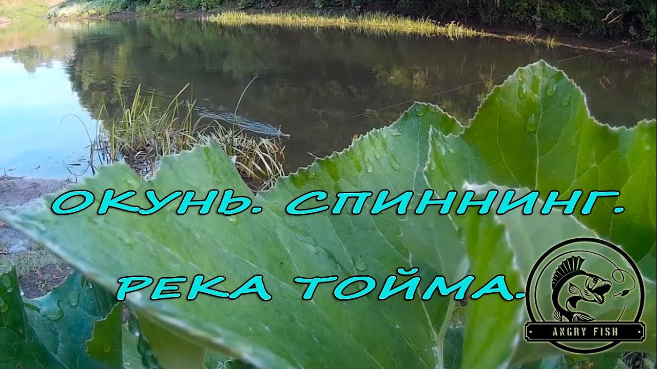 Окунь. Спиннинг. Река Тойма.