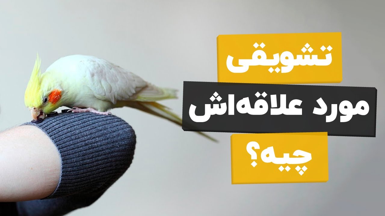 طوطی‌ها چه تشویقی دوست دارن؟