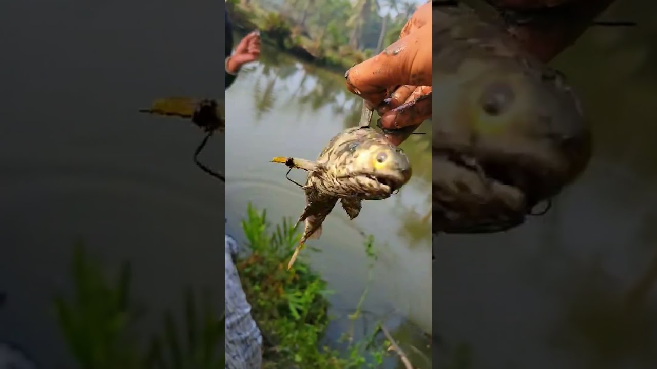 fish fish catching videos 