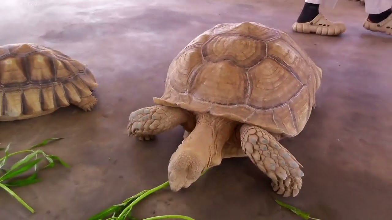 ตามลูกมาทัศนศึกษา