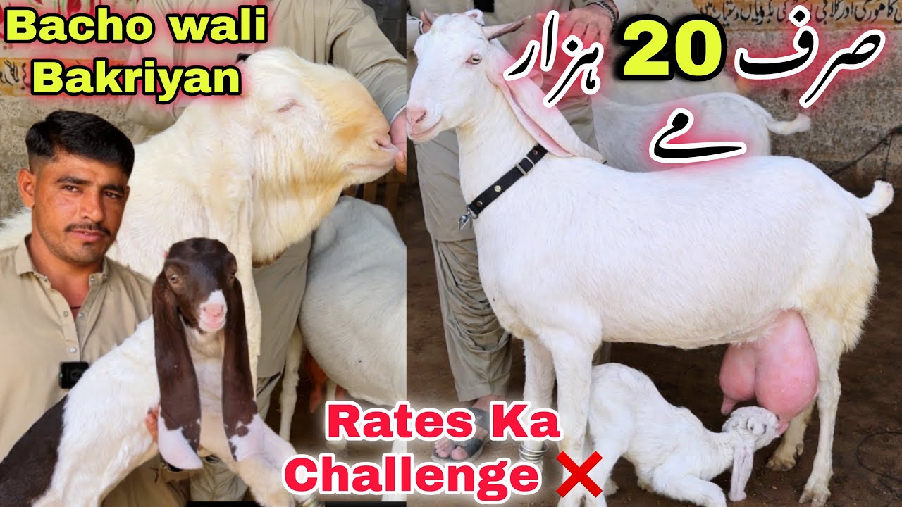 Lalukhet Bakra Mandi Se Bhe Sasti ❌ Ghulam Qadir Goat Farm Ne Laga Di | Goat Farming | Bakra Mandi 