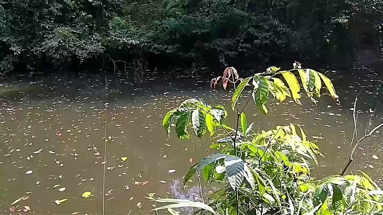 Casting Sebarau/Hampala on top water