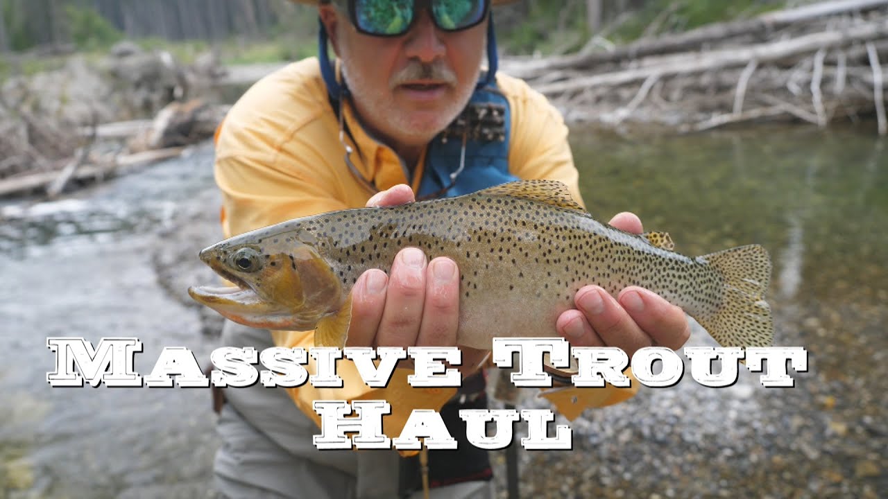 Massive Trout Haul on the Upper Oldman River