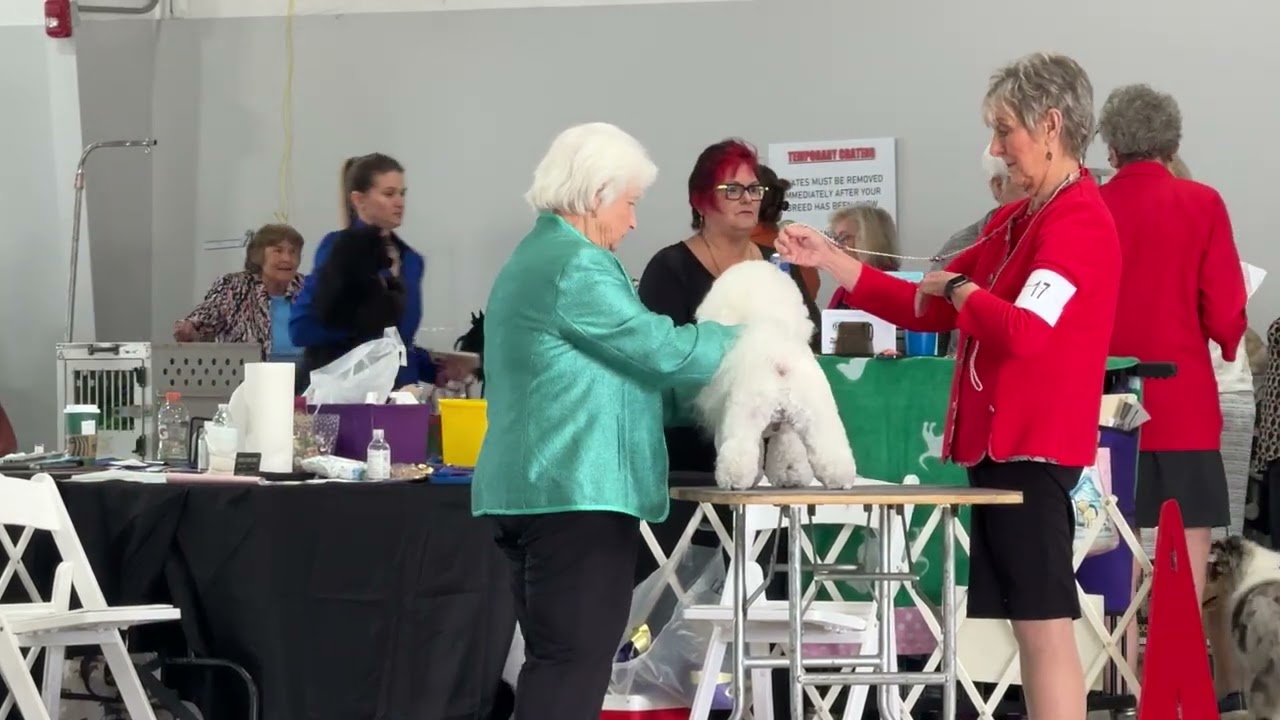 2026-02-13 Bichon Frise Breed Judging Day 1 Lakeland Winter Haven Kennel Club Lakeland FL 