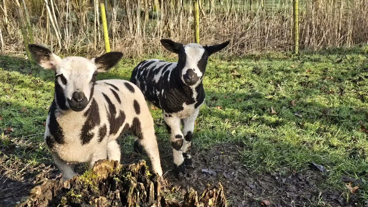 Er zijn weer lammetjes