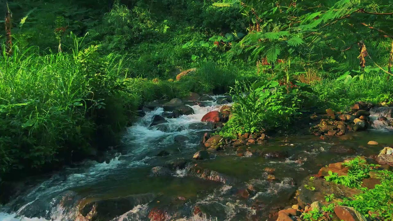 Peaceful River Flowing Through a Quiet Forest – Gentle Nature Sounds for Deep Sleep and Study Focus