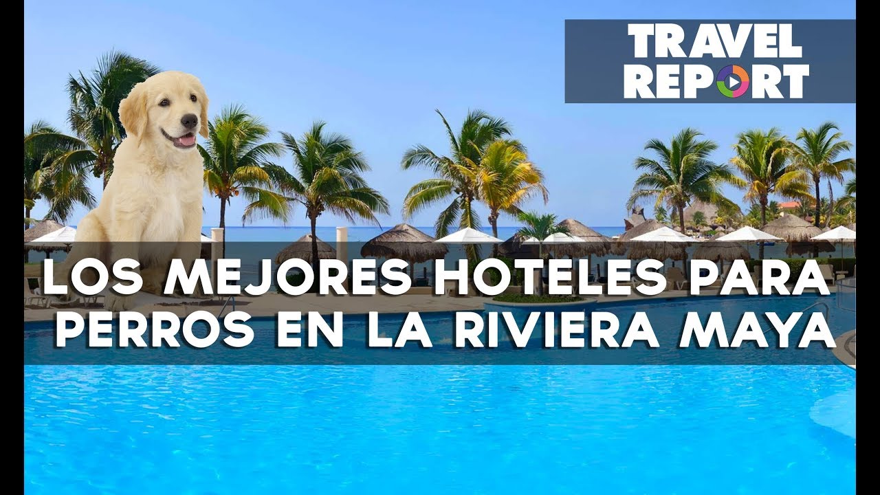 Los mejores hoteles para perros en la Riviera Maya