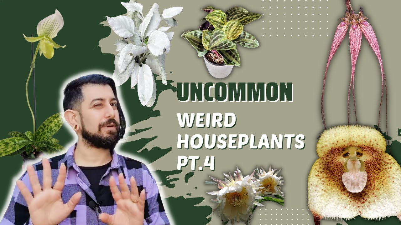 Uncommon Weird Houseplants | Pt.4 | Unique Plants to add to your home or collection | Not all Aroids
