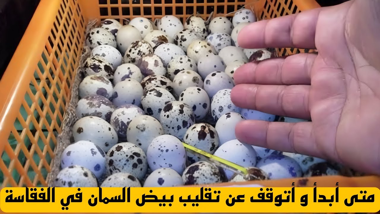 متى تبدأ ومتى تتوقف عن تقليب بيض السمان في الفقاسة لضمان أعلى نسبة فقس .