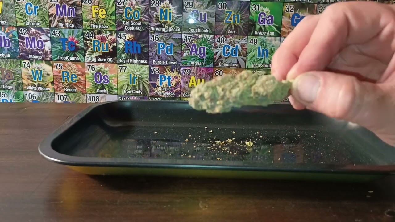 Grape gushers strain review