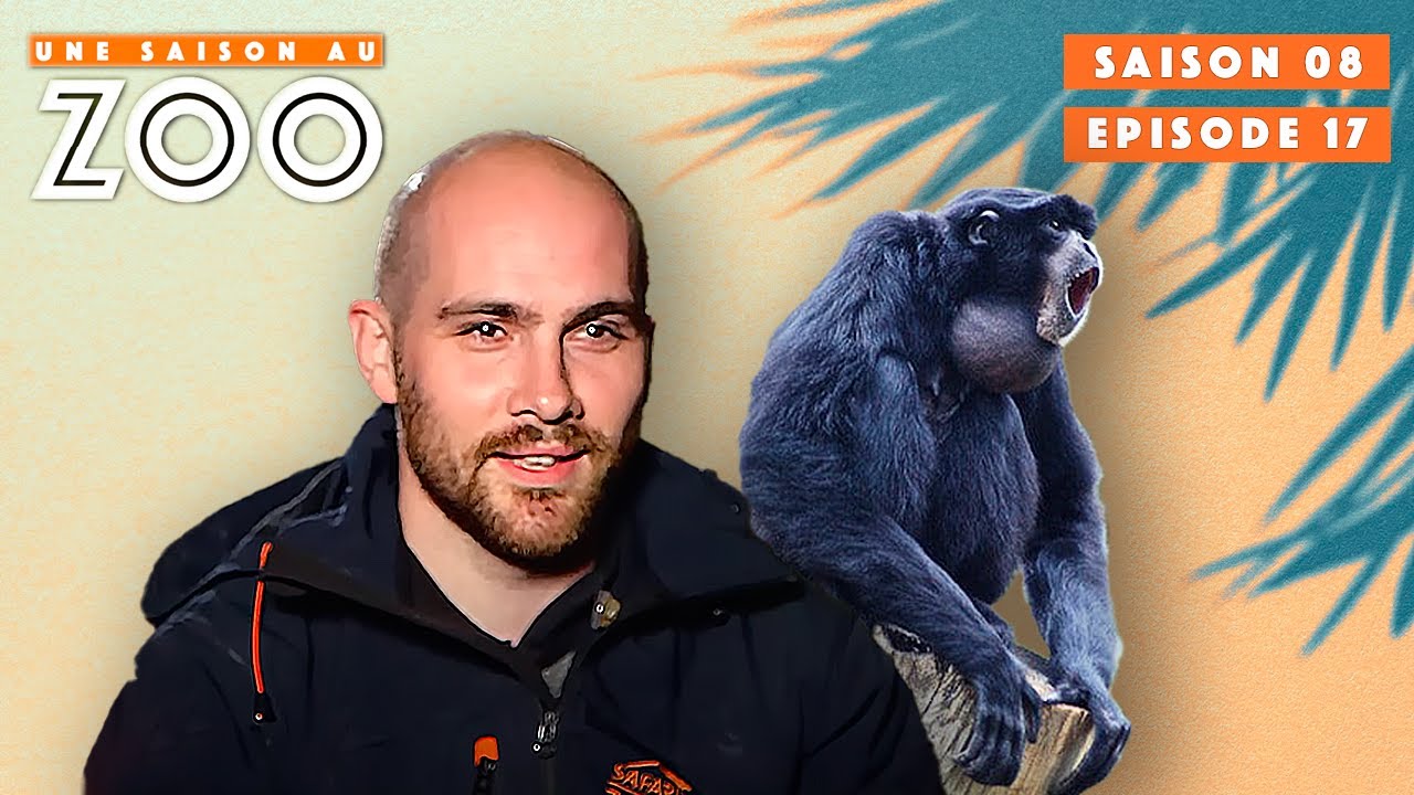 Ce Nouveau Soigneur rencontre les Siamangs! | S08EP17 | Émission Intégrale | Une Saison Au Zoo