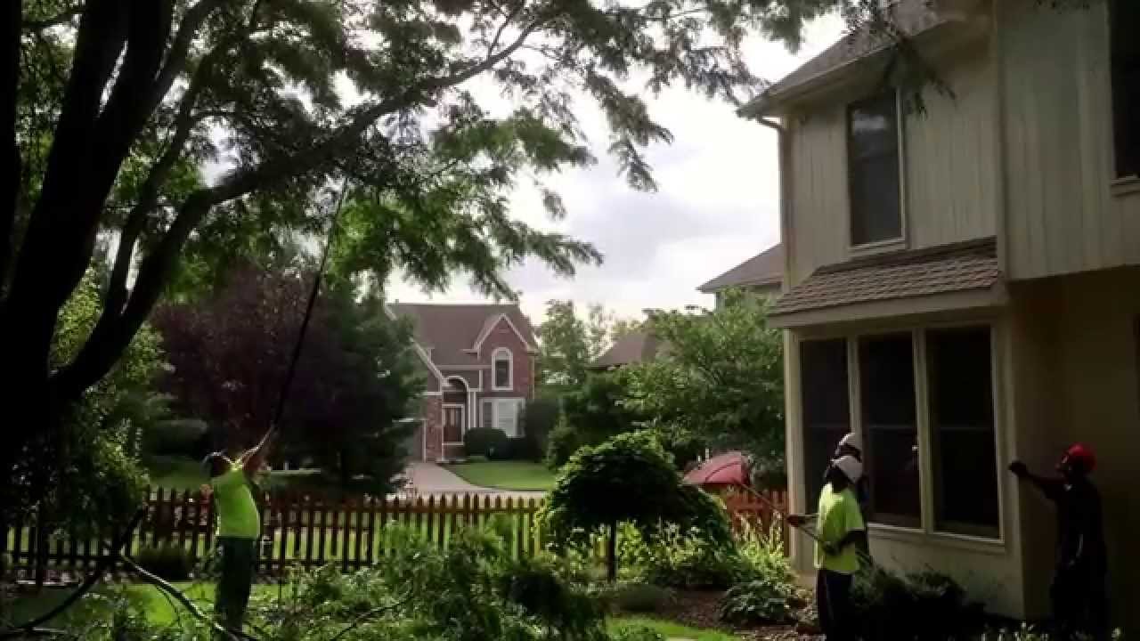 Trimming a 17 year old Locust tree