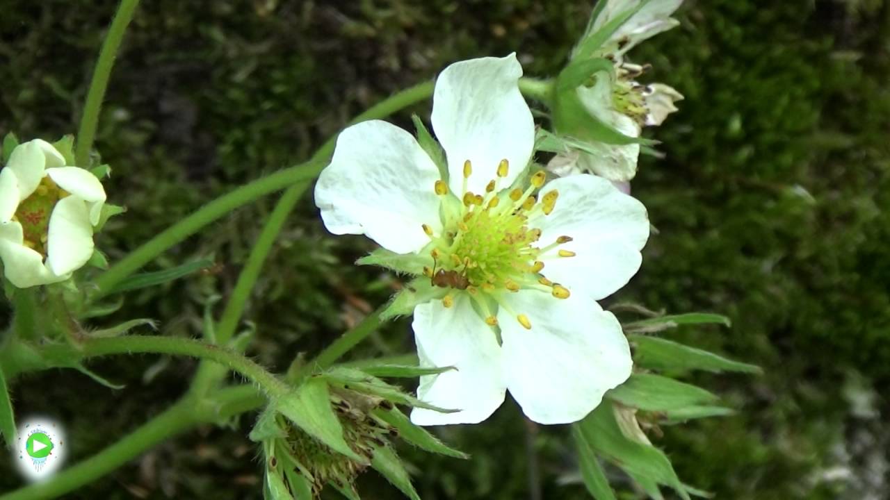 Stibium Wild - Ant in Fragaria Vesca flower (furnica in fragi)