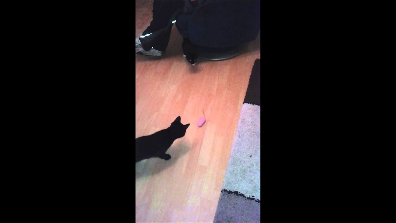 Katzen vs vibroei