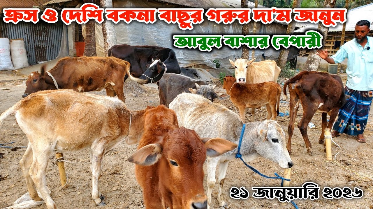 799- ক্রস ও দেশি বকনা বাছুর গরুর দা'ম জানুন | আবুল বাশার ভাই | ২১ জানুয়ারি ২০২৬| নগর বাংলা টিভি 