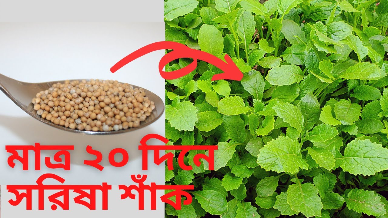 মাত্র ২০ দিনে সরিষা শাঁক বাসার রান্নাঘরের সরিষা থেকে। Grow Shorisha Shak at Home Easily  | ছাদ বাগান