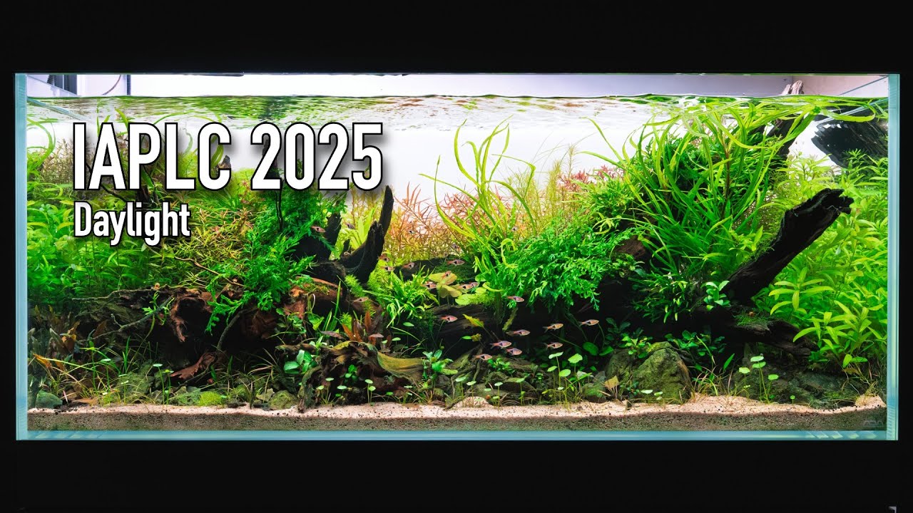 Nature Aquarium Start to Finish - IAPLC 2025 - Rank 585