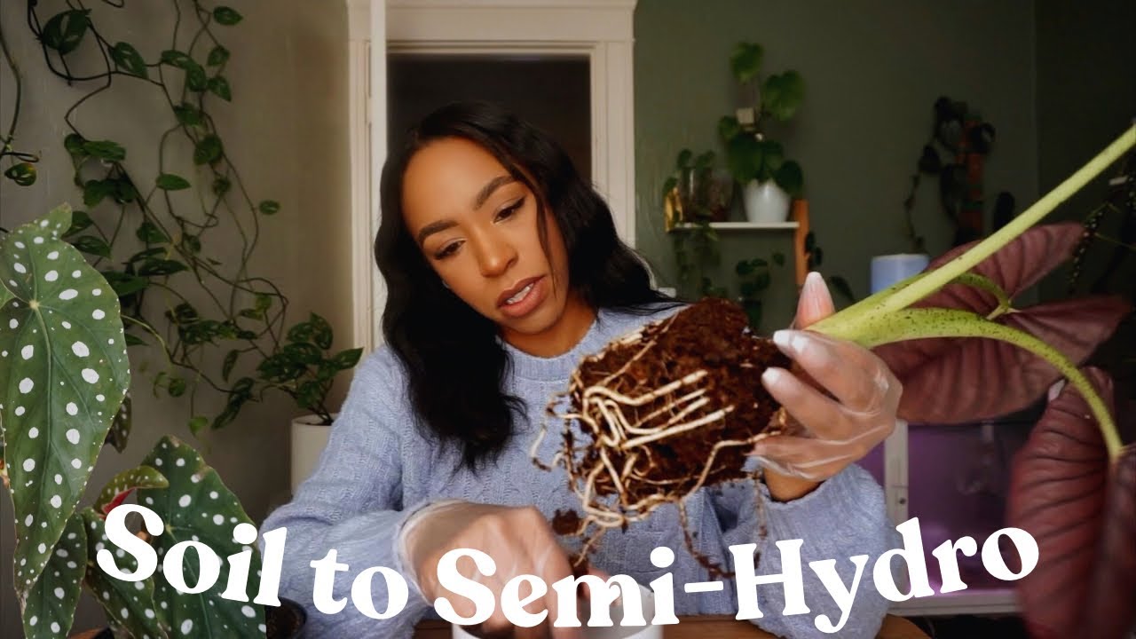 Prepping My Plants For Semi-Hydro Transfer | Alocasia, String of Turtles & Begonia 🌱