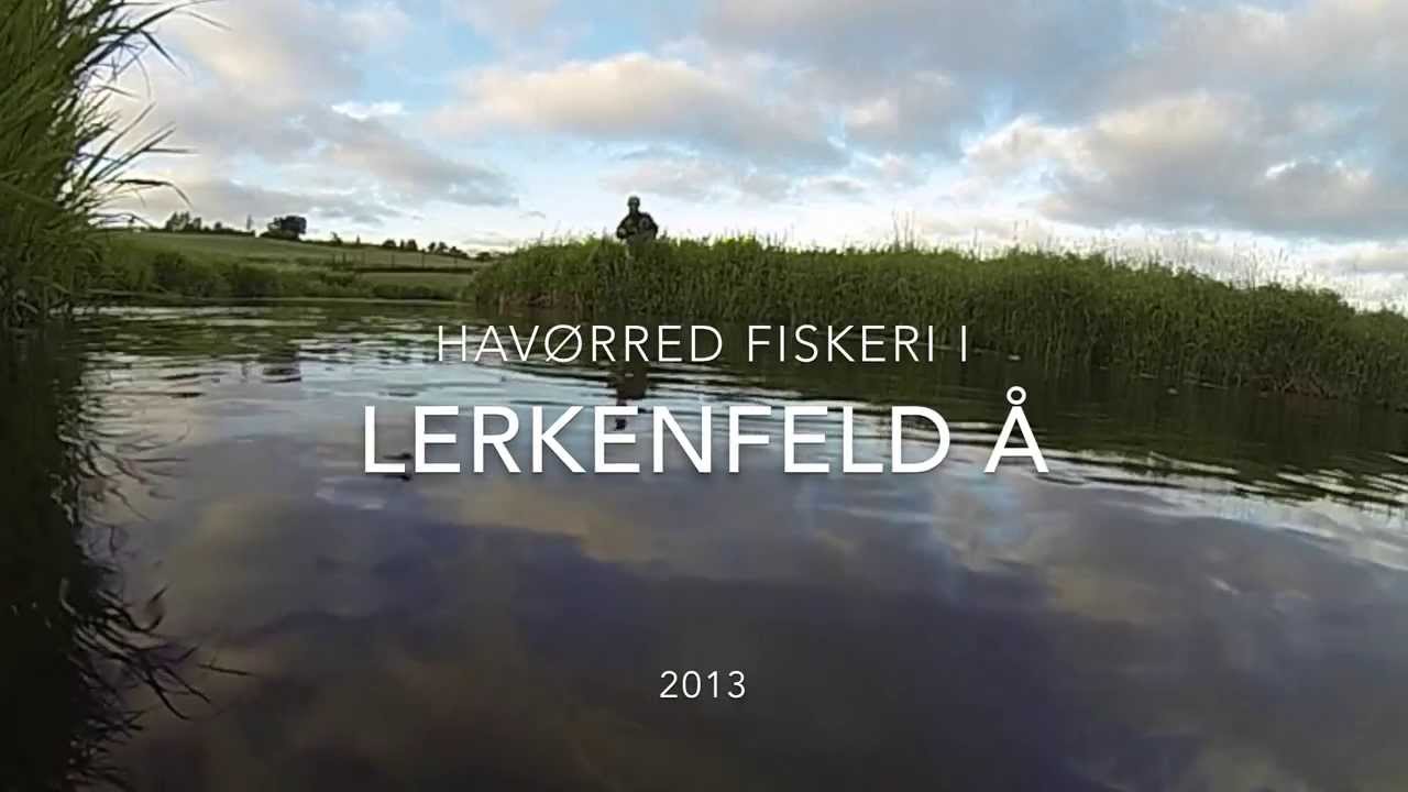 Havørred fiskeri i Lærkenfeld Å