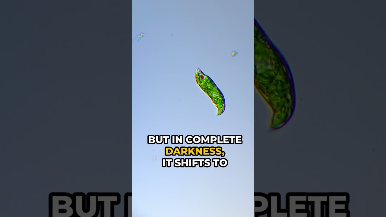 Plant or Animal? The Astonishing Secret of Euglena Revealed! 🌱🐾 #Microscopy #Science