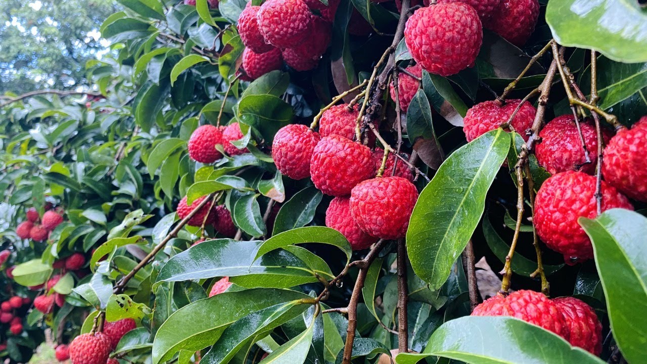 Live: Guangzhou lychees this harvest season
