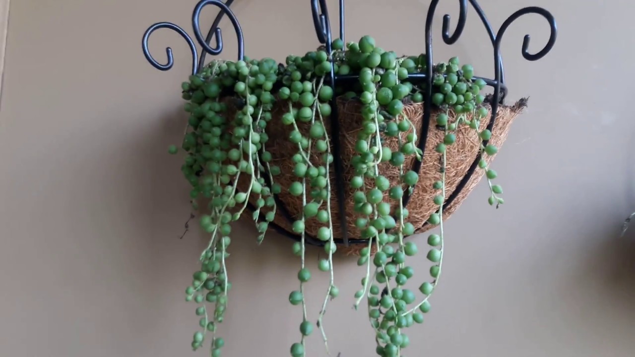 Succulents in wall hanging baskets (Leaf & Clay succulents)