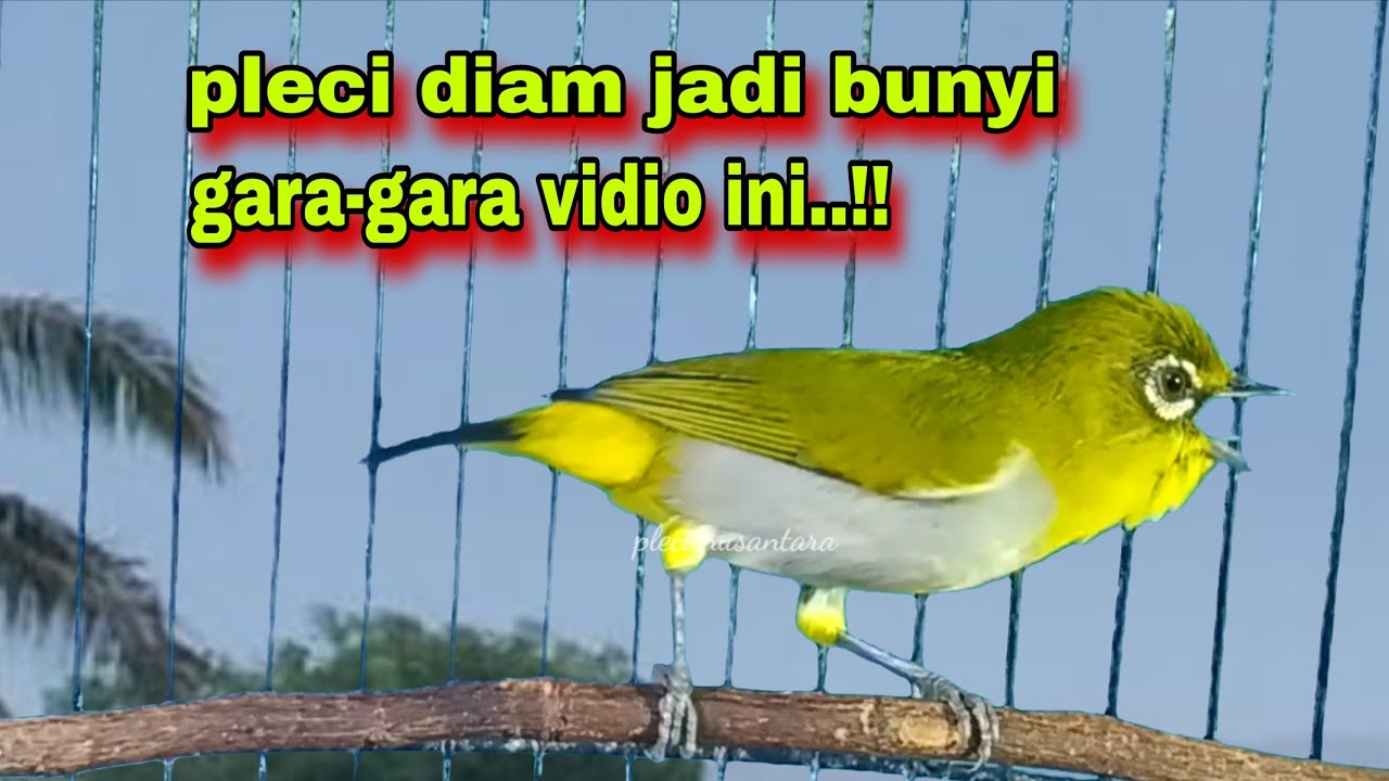 Suara Burung Pleci Gacor Ngalas || Pleci Ngalas 123 Tembakan Bikin Pleci Diam Jadi Gacor