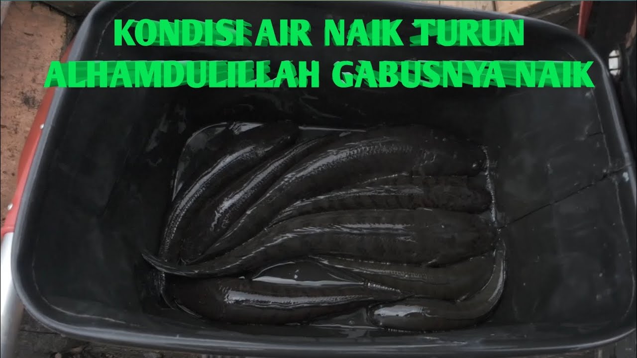 Mancing Casting Waduk Cirata | Kondisi Air Naik Turun Alhamdulillah Masih Ada Rezekinya #ikangabus