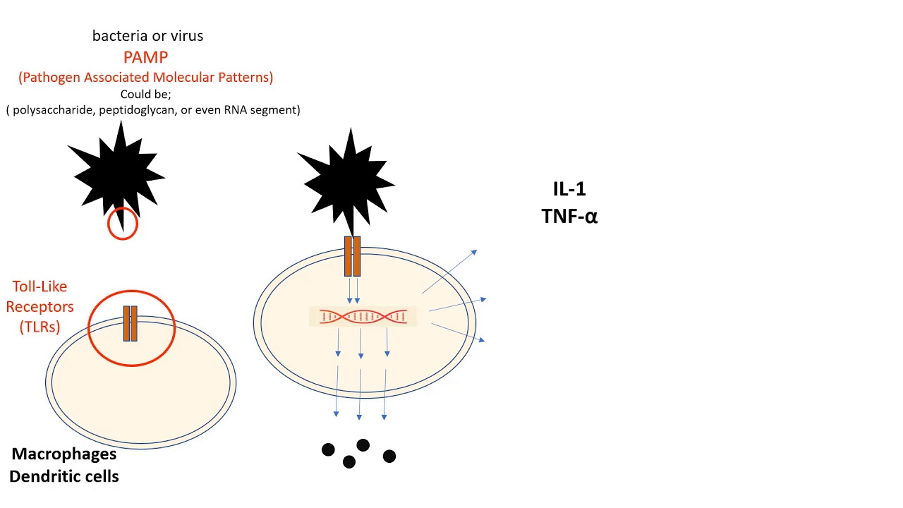 PAMPs and TLRs : Pathogen Associated Molecular Patterns, and Toll Like Receptors.