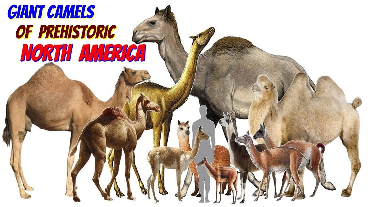Giant Camels Of Prehistoric North America