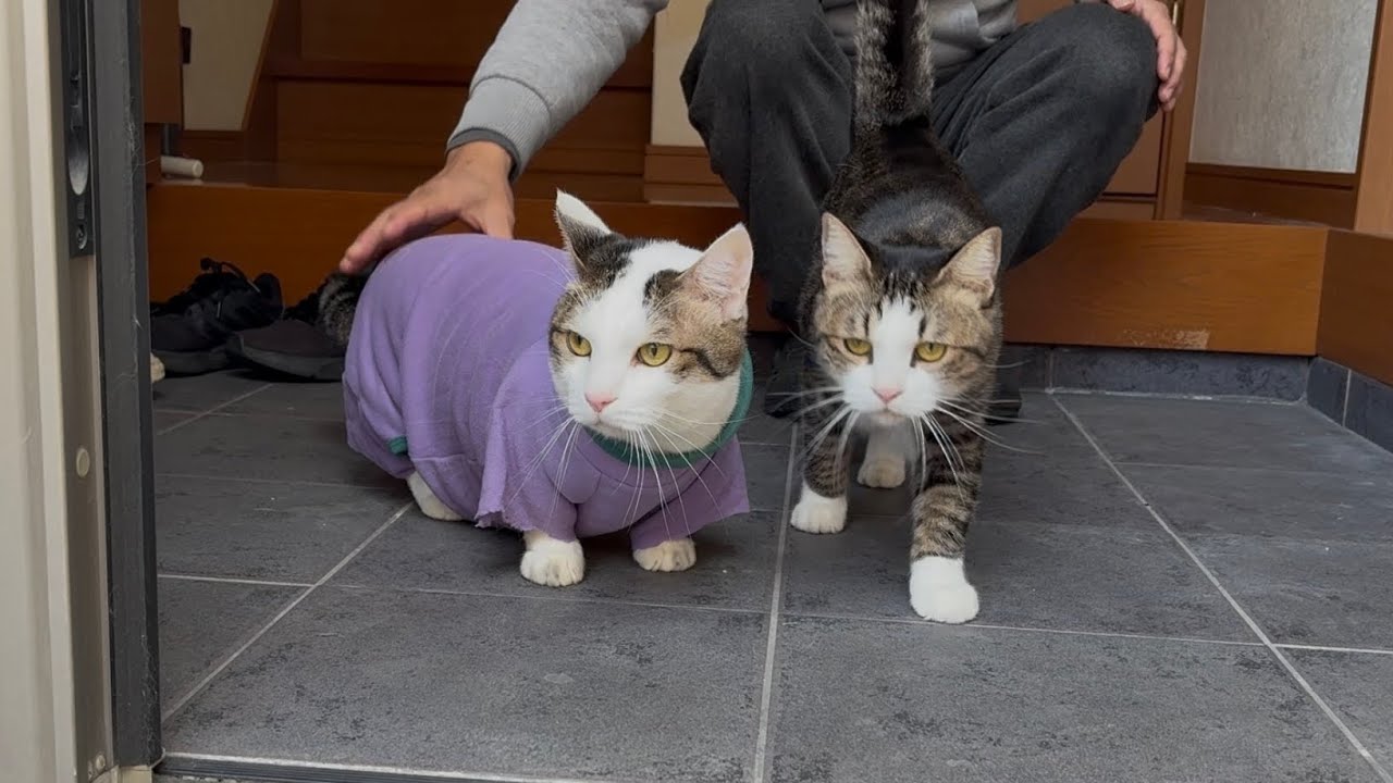 買ってもらった散歩服の袖をバッサリ切られる足短めの猫