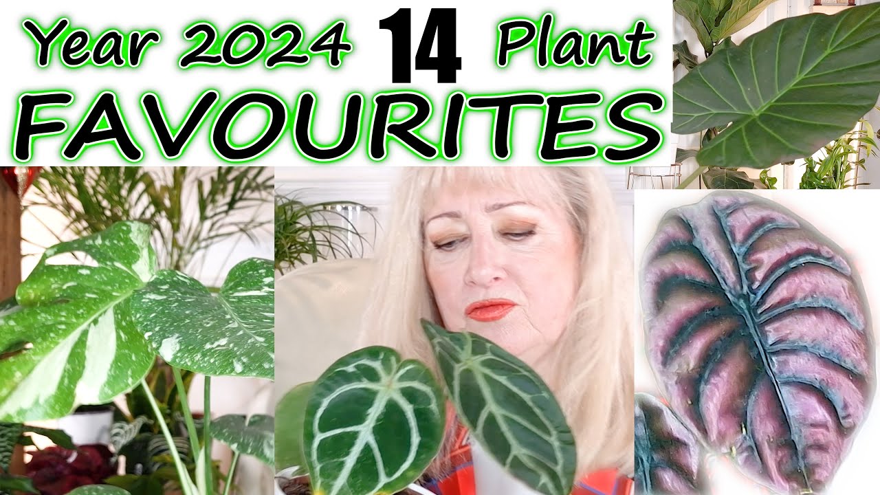 14 FABULOUS HOUSEPLANT FAVOURITES | Favorite Houseplant Varieties COLLECTION