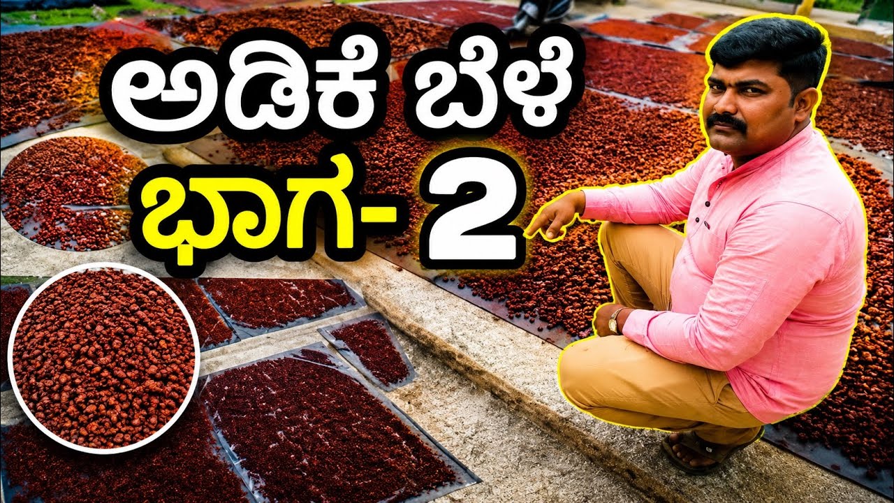 Adike bele Vlog part 2//Areaka plants //Kannada vlogs