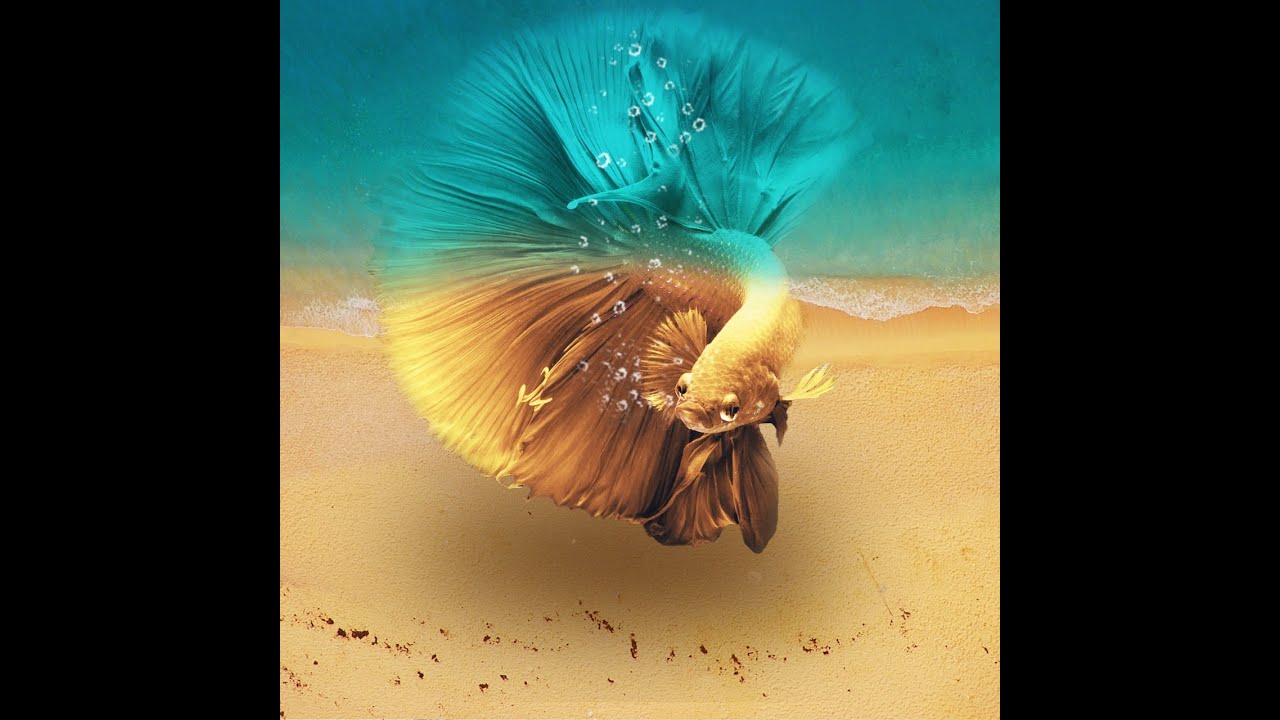 [Fiche] Betta Splenders