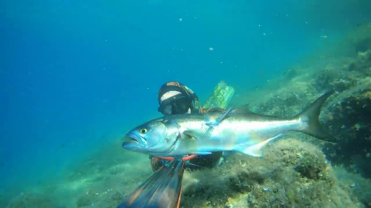 Podvodni ribolov Hrvatska, Zubatac & Strijelka - Spearfishing Croatia Dentex & Bluefish