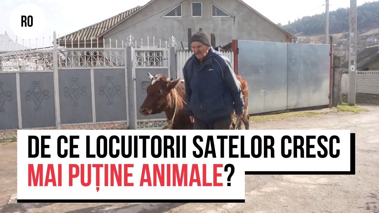 De ce oamenii din Moldova cresc mai puține animale? Sătenii: „Oamenii nu mai sunt atât de harnici”