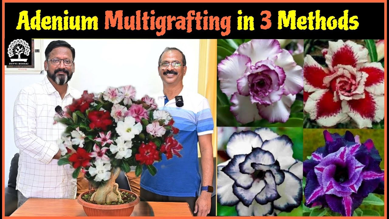 Adenium Grafting for Stunning Multicolor Flowers|3 Different Methods|Mr.Ravi Kumar