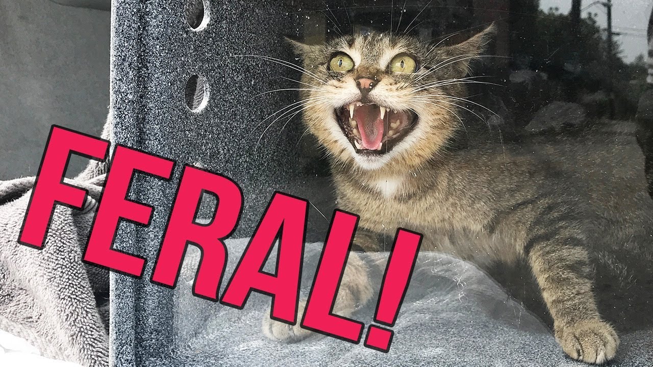 Why are some cats FERAL?