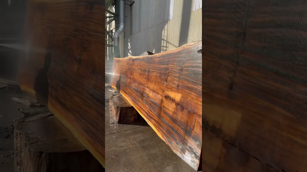 Giant Monkey Pod Live Edge Wood Slab #shorts #youtubeshorts