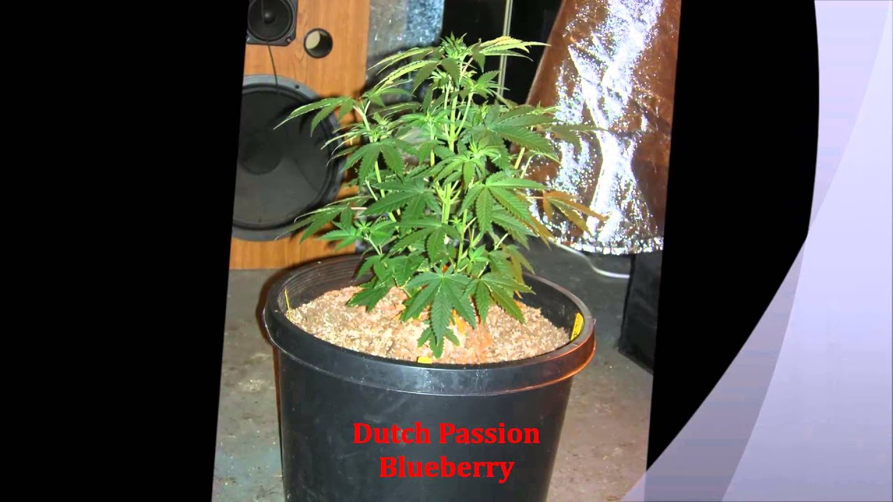 Intro To The Grow Community!!!! Smoke Wit Me