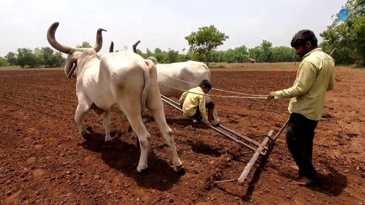 વાવણી | Peanut Sowing in  Village of Gujarat, India || Peanut Sowing by Ox || Farmer Life In india