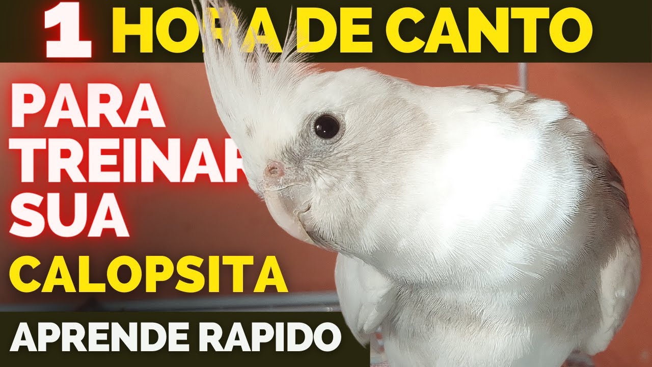 Calopsita Cantando 1 Hora de Canto de calopsitas  Para Treinar sua Calopsita Assobio de Calopsita