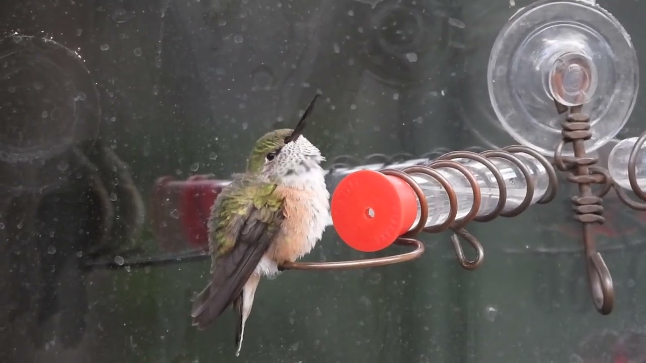 Broadtailed Hummingbird with deformed beak trying to eat.